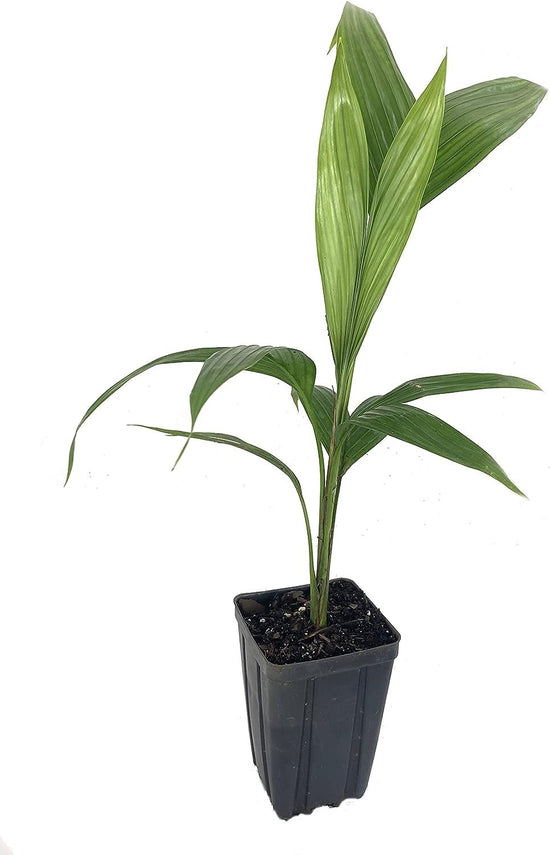 Satake Palm - Live Plants in 4 Inch Growers Pots - Satakentia Liukiuensis - Rare Ornamental Palms of The World