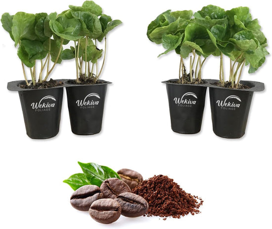 Coffee Plant - 4 Live Starter Plants in 2 Inch Pots - Coffea Arabica - Beautiful Easy Care Indoor Houseplant