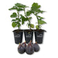 Fig Tree - 3 Live Tissue Culture Starter Plants - Ficus Carica - Edible Fruit Tree for The Patio and Garden