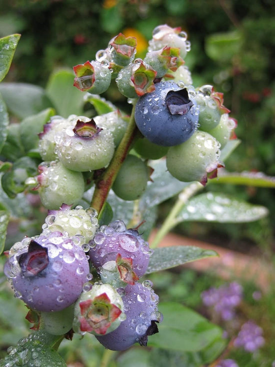 Blueberry Plant - Live Plant in a 2 inch Growers Pot - Vaccinium - Edible Fruit Bearing Tree for The Patio and Garden