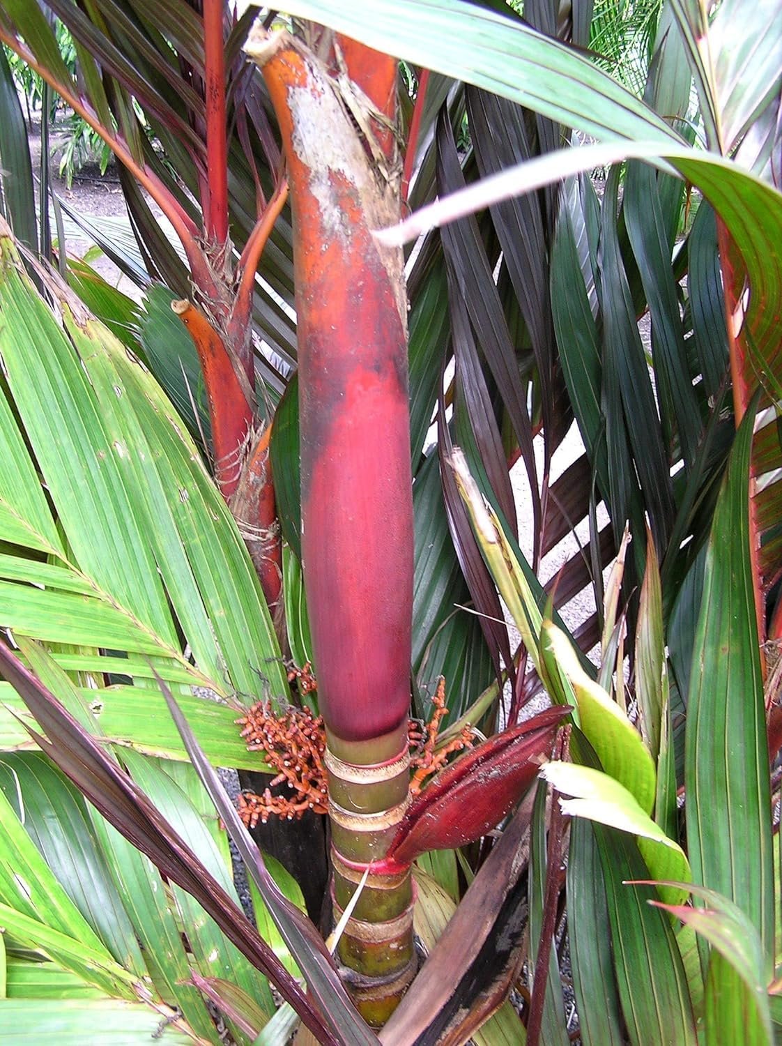 Online 3gl PALM: Areca vestiaria (Red)/Maroon collar palm.