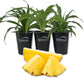 Pineapple Plant - 3 Live Tissue Culture Starter Plants - Ananas Comosus - Edible Fruit Tree for The Patio and Garden