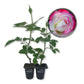 Cherry Parfait Rose Bush - Live Starter Plants in 2 Inch Pots - Beautiful Rose from Florida - A Beautiful Rose with Soft Creamy Petals in a Rich Cherry Red Hue