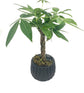 Classic Bonsai Planter - Live Plant in a Grey 5 Inch Decorative Pot - Plant Variety is Grower&