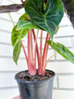 Alocasia - Live Plants in 4 Inch Pots - Florist Quality Air Purifying Indoor Plant - Nature&