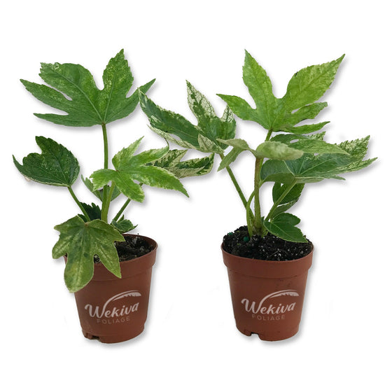 Spider Web Aralia - Live Plants in 2 Inch Pots - Fatsia Japonica - Speckled Aralia Indoor Outdoor Fast Growing Hardy Evergreen