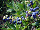 Blueberry Plant - Live Plant in a 2 inch Growers Pot - Vaccinium - Edible Fruit Bearing Tree for The Patio and Garden