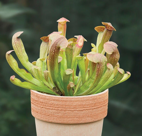 Bug Bat Carnivorous Plant - Live Plants in 6 Inch Pot - Sarracenia &