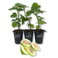 Fig Tree - 3 Live Tissue Culture Starter Plants - Ficus Carica - Edible Fruit Tree for The Patio and Garden