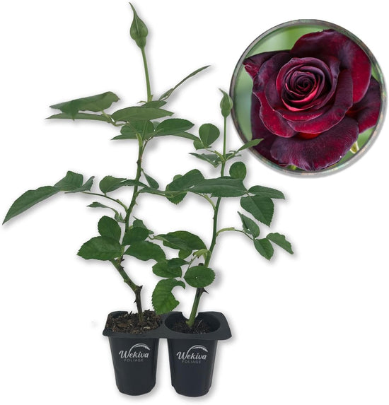 Baccara Rose Bush - Live Starter Plants in 2 Inch Pots - Beautifully Fragrant Heirloom Rose from Florida - A Versatile Beauty with a Rich Fragrance