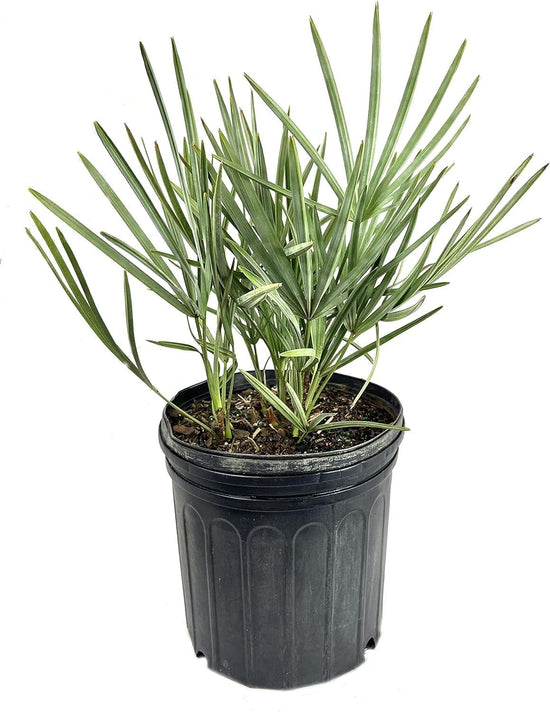 Silver Saw Palmetto - Live Starter Plants in 2 Inch Pots - Serenoa Repens ‘Silver’ - Native Ornamental Palms from Florida