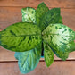 Camouflage Homalomena - Live Plant in a 4 Inch Nursery Pot - Homalomena &