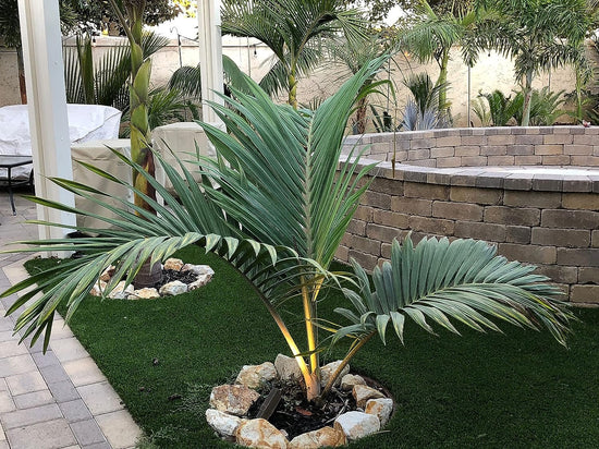 Tindea Palm - Live Plants in 4 Inch Growers Pots - Kentiopsis Oliviformis - Extremely Rare Ornamental Palms of Florida