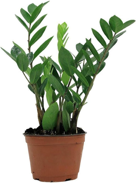 ZZ Plant - Live Plant in a 4 Inch Pot - Zamioculcas Zamiifolia - Beautiful Easy to Grow Air Purifying Indoor Plant