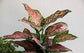 Aglaonema Cherry Pink - Live Plant in a 4 inch Pot - Beautiful Easy to Grow Air Purifying Indoor Plant