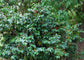 Little Psycho Dwarf Coffee Plant - 4 Live Starter Plants in 2 Inch Pots - Psychotria Nervosa - Beautiful Florida-Native Evergreen Perennial