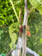 Everbearing Mulberry Tree - 4 Live Starter Plants in 2 Inch Pots - Edible Fruit Tree for The Patio and Garden