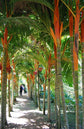 Orange Crownshaft Palm Tree - Live Plant in a 10 Inch Pot - Areca Vestiaria - Extremely Rare Ornamental Palms from Florida