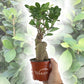 Ginseng Ficus Tree - Live Plants in 4 Inch Pots - Ficus Microcarpa - Beautiful Ornamental Bonsai Interior Tree