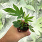 Spider Web Aralia - Live Plants in 2 Inch Pots - Fatsia Japonica - Speckled Aralia Indoor Outdoor Fast Growing Hardy Evergreen