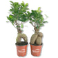 Ginseng Ficus Tree - Live Plants in 4 Inch Pots - Ficus Microcarpa - Beautiful Ornamental Bonsai Interior Tree