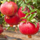 Pomegranate Tree - Live Starter Plants in 2 Inch Growers Pot - Punica Granatum - Edible Fruit Bearing Tree for The Patio and Garden