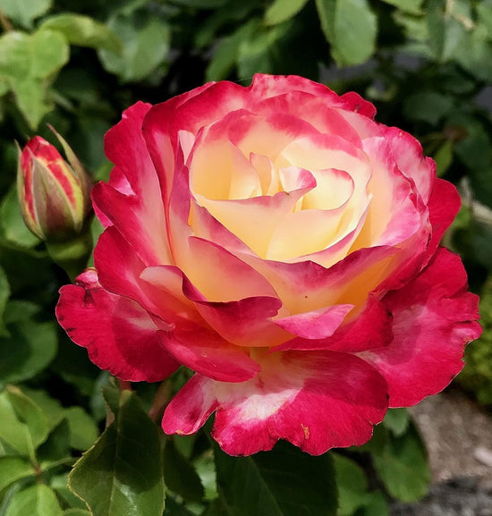 Double Delight Rose Bush - Live Starter Plants in 4 Inch Pots - Beautifully Fragrant Rose from Florida - Stunning Hybrid Tea Rose Cultivar - Add Color and Fragrance to Any Garden