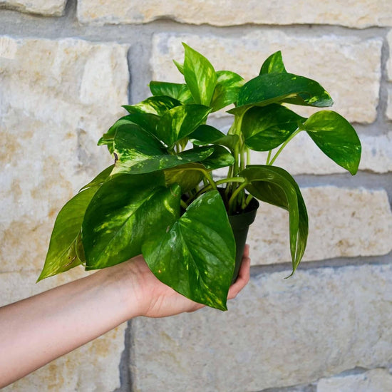 Pothos - Live Plants in 4 Inch Pots - Epipremmum Aureum - Stunning Houseplant with Unique Foliage - The Perfect Air Purifying Houseplant Companion