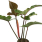 Enchanting Florida Bronze Philodendron - Live Starter Plant in a 4 Inch Pot - Philodendron Erubescens Florida Bronze - Extremely Rare and Beautiful Indoor Houseplant - A Rare Tropical Masterpiece