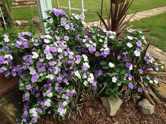 Yesterday Today and Tomorrow Bush - Live Plant in a 10 Inch Growers Pot - Brunfelsia Pauciflora &