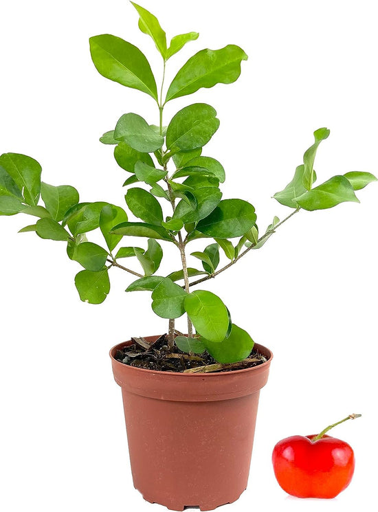 Barbados Cherry Tree - Live Plants in 4 Inch Grower&