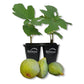 Fig Tree - 2 Live Tissue Culture Starter Plants - Ficus Carica - Edible Fruit Tree for The Patio and Garden