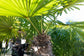 Windmill Palm - Live Plants in 4 Inch Pots - Trachycarpus Fortunei - Hardy Palm from Florida