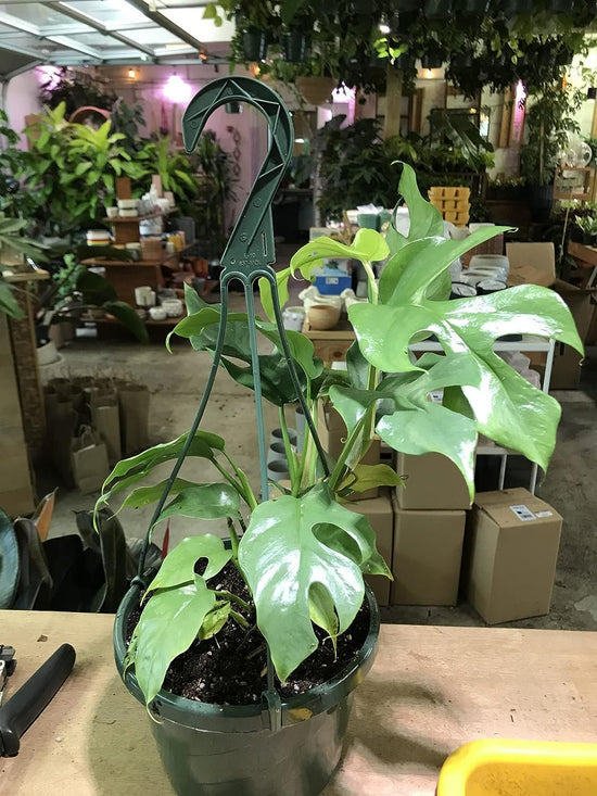 Monstera Ginny Hanging Basket - Live Plant in a 6 Inch Hanging Pot - Rhaphidophora Tetrasperma - Stunning Houseplant with Unique Foliage - Air Purifying