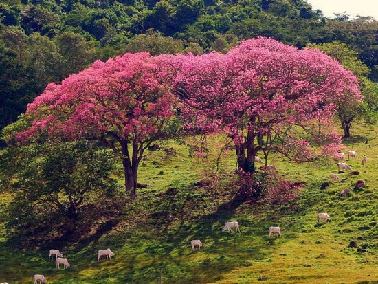 Silk Floss Tree - Live Plant in a 3 Gallon Growers Pot - Ceiba Speciosa - Extremely Rare and Beautiful Palms from Florida