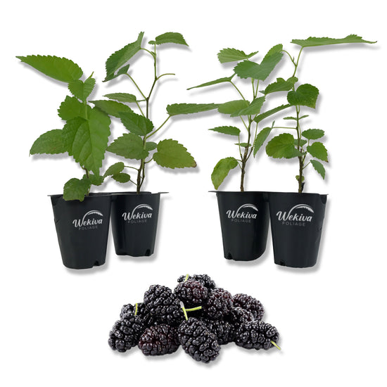 Everbearing Mulberry Tree - 4 Live Starter Plants in 2 Inch Pots - Edible Fruit Tree for The Patio and Garden