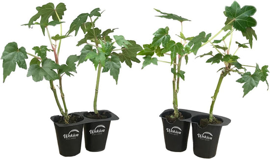 South Sea Salad Tree - 4 Live Starter Plants - Abelmoschus Manihot - Edible Tree for The Patio and Garden