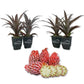 Cathy Ornamental Pineapple Plant - Live Starter Plants in 2 Inch Pots - Ananas Comosus - Non-Edible Ornamental Fruit Tree for The Patio and Garden (2 Plants)