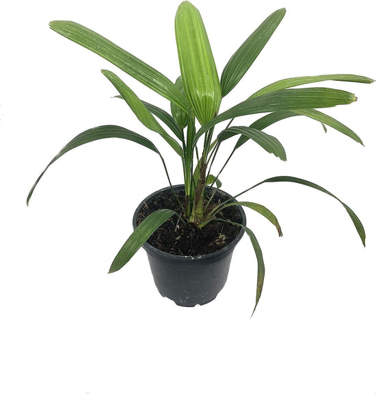 Lady Palm - Live Plants in 4 Inch Growers Pots - Rhapis Excelsa - Beautiful Clean Air Indoor Outdoor Houseplant