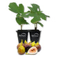 Fig Tree - 2 Live Tissue Culture Starter Plants - Ficus Carica - Edible Fruit Tree for The Patio and Garden