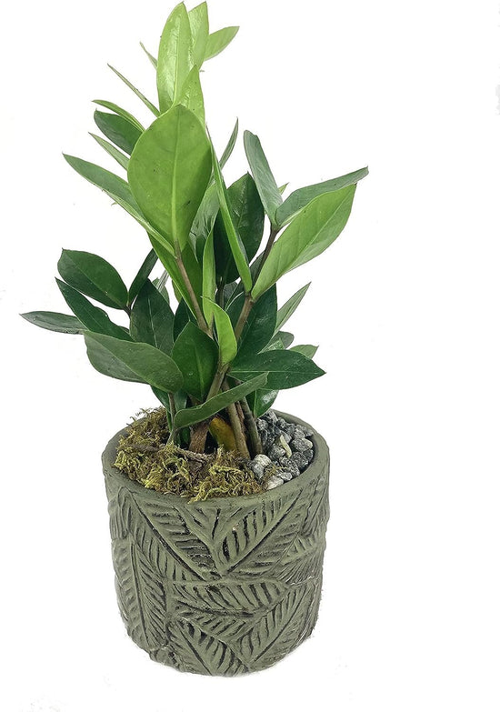 Bonsai Tropical Leaf Planter - Live Plant in a Green 5 Inch Decorative Pot - Plant Variety is Grower&