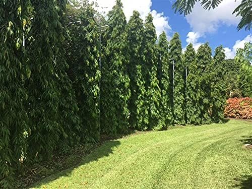 Mast Tree - Live Plant in a 4 inch Growers Pot - Polyalthia Longifolia - Extremely Rare Ornamental Trees of The World