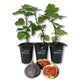 Fig Tree - 3 Live Tissue Culture Starter Plants - Ficus Carica - Edible Fruit Tree for The Patio and Garden