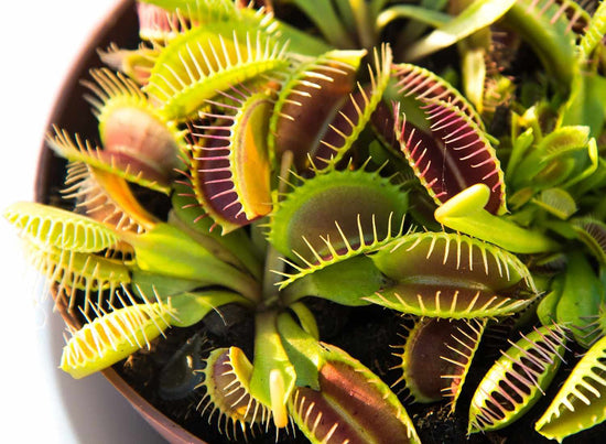 Carnivorous Tropical Plants - Live Starter Plants in 2 Inch Pots - Beautiful Easy Care Indoor Tropical Carnivorous Plants