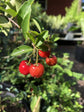 Barbados Cherry Tree - Live Plants in 4 Inch Grower&