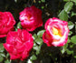 Dick Clark Grandiflora Rose - Live Starter Plants in 4 Inch Pots - Fragrant Rose from Florida - Bold Fragrant Cherry-Pink Blooms