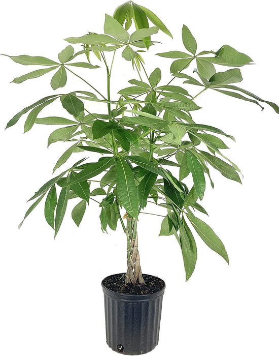 Money Tree Braid - Live Plant in an 10 Inch Growers Pot - Pachira Aquatica - Low Maintenance Pet Friendly Indoor Houseplant