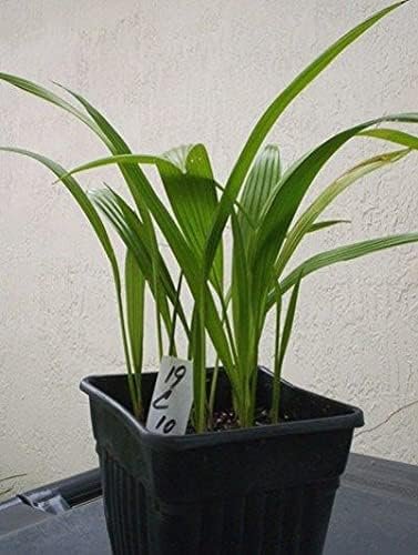 Chinese Fan Palm - Live Plants in 4 Inch Growers Pots - Livistona Chinensis - Beautiful Clean Air Indoor Outdoor Houseplant