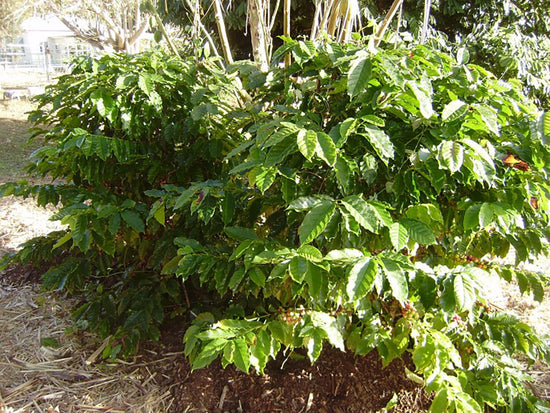 Little Psycho Dwarf Coffee Plant - 4 Live Starter Plants in 2 Inch Pots - Psychotria Nervosa - Beautiful Florida-Native Evergreen Perennial