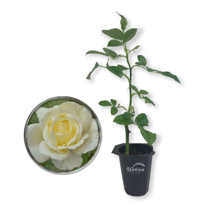 Elina Rose Bush - Live Starter Plants in 2 Inch Pots - Beautiful Roses from Florida - A Timeless Classic Ornamental Rose